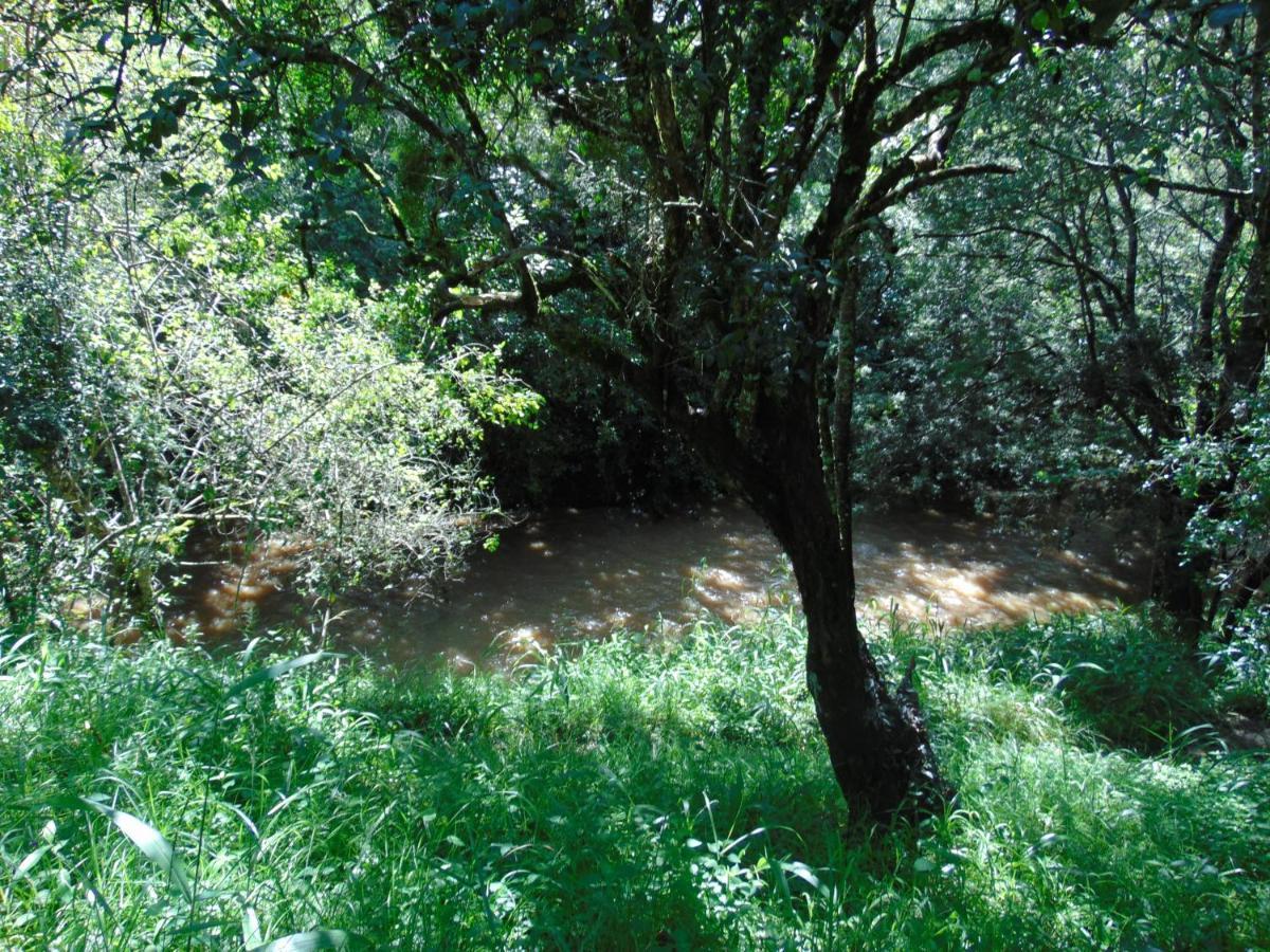 Naro Moru River Lodge Luaran gambar